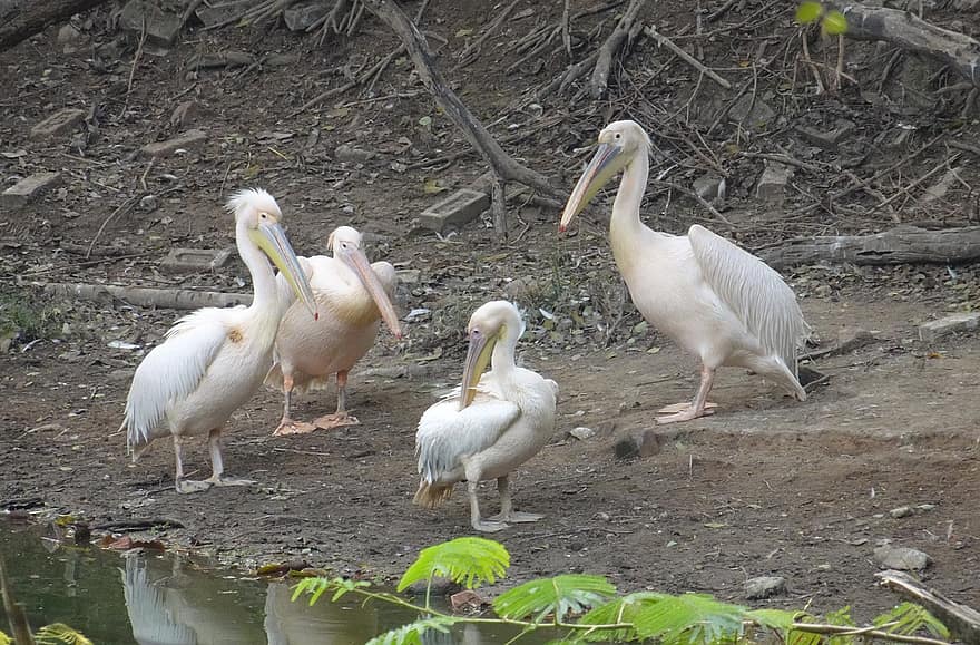 Bird, Great White Pelican, Pelecanus Onocrotalus, Eastern White Pelican, Rosy Pelican, White Pelican, Water, Wildlife, Nature, Animal, Fauna