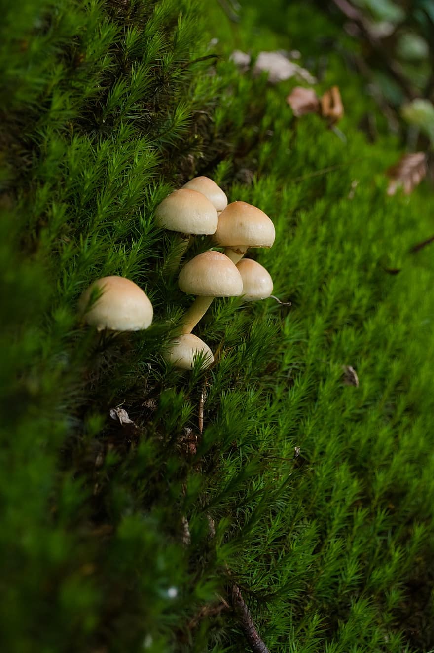 Mushrooms, Moss, Forest, Toadstools, Fungi, Mini Mushrooms, Small Mushrooms, Forest Mushrooms, Forest Floor, Nature