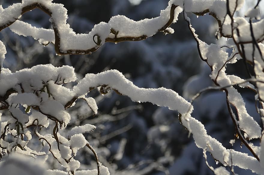 la neve, ramoscelli, pianta, brina, ghiaccio, inverno, freddo, pianta rampicante, natura