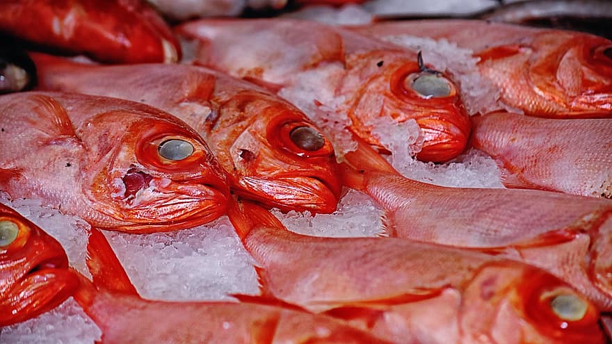 Ryba, trh, drsný, námořní, plody moře, jídlo