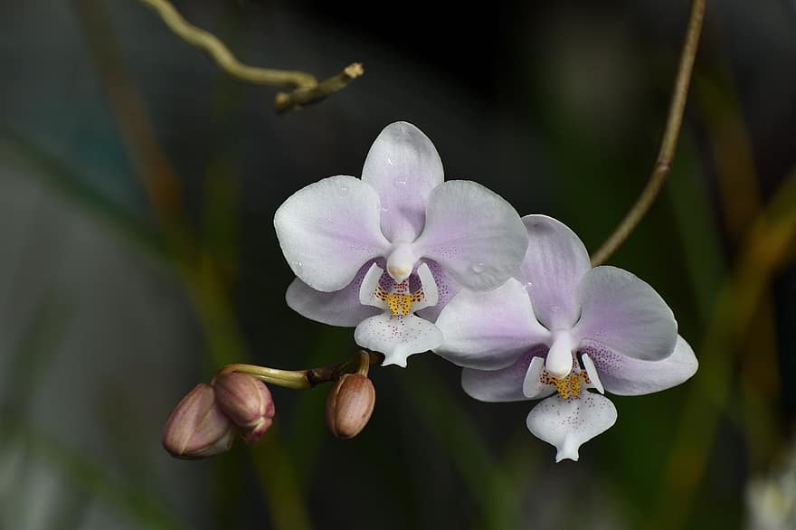 mot orchideeën, bloemen, orchideeën, phalaenopsis, Phalaenopsis Blume, Schilleriana-hybride
