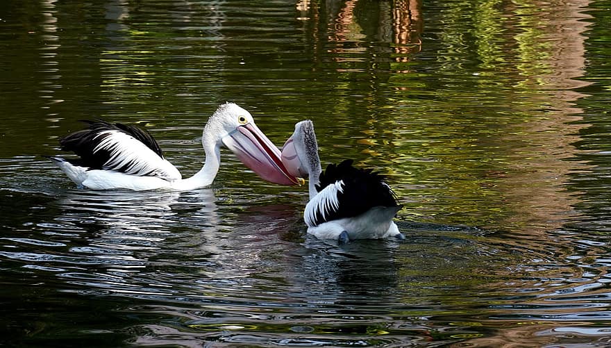 pelikánok, madarak, állatok, tó, vízi madarak, vízimadarak, tollak, tollazat, csőr, számlák, állati világ