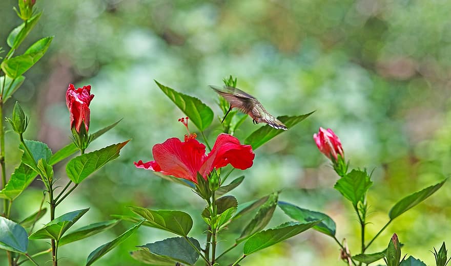 uccello, colibrì, ornitologia, specie, fauna, aviaria, animale, volante, in bilico, fiore, giardino