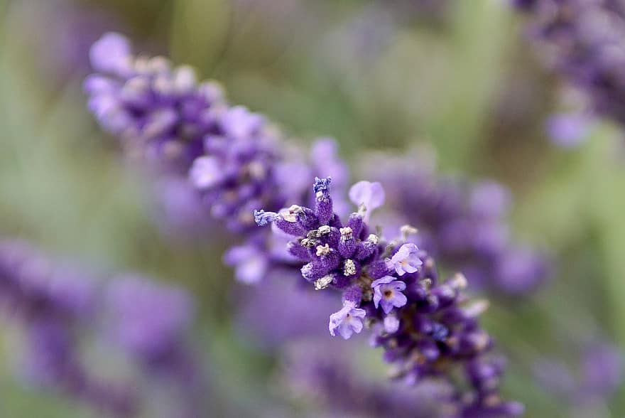 lavender, makro, serbuk sari, alam, mekar, berkembang, merapatkan, menanam, musim panas, taman, musim semi