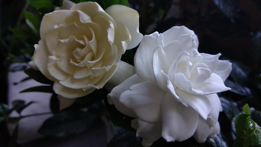 gardenia jasminoides, las flores, jazmín del cabo, Flores blancas, pétalos, pétalos blancos, floración, planta, flora, naturaleza