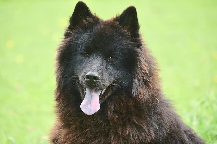 σκύλος, σκύλος ευρύτερη, Σκύλα Ploublue Eurasier, νεαρή σκύλα, Σκατά, Χρωμα μαυρο, μαύρη γούνα, ευρύτερη, σκυλάκι, κυνικός, ζώο