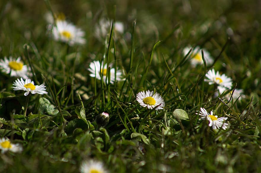 bloemen, madeliefjes, lente bloemen, bloemen veld, tuin bloemen, witte bloemen, zomerbloemen, zomer, groene kleur, gras, weide