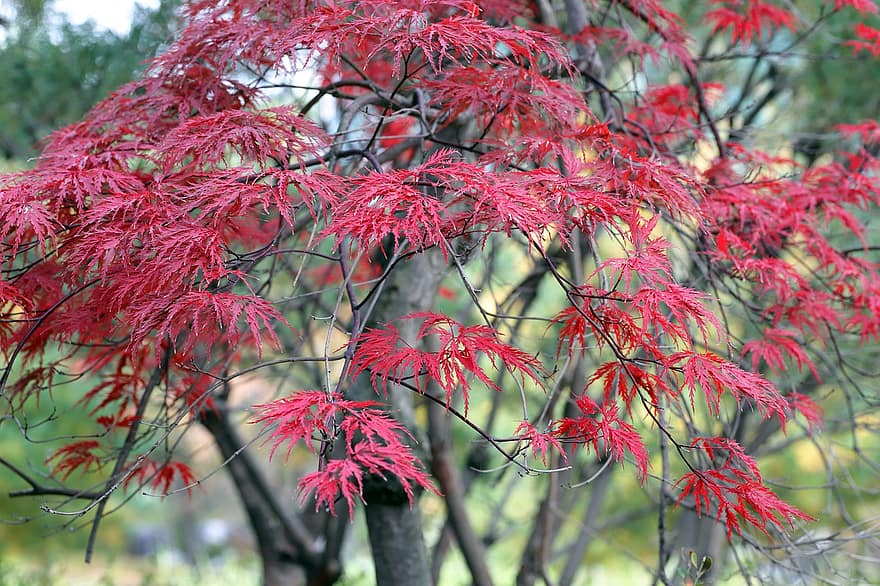 Autumn, Maple Tree, Nature, Tree, Leaves, Foliage, Fall, leaf, season, forest, close-up