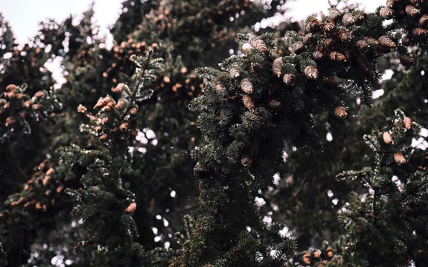 عيد الميلاد ، شجرة التنوب ، المخاريط ، شتاء ، غابة
