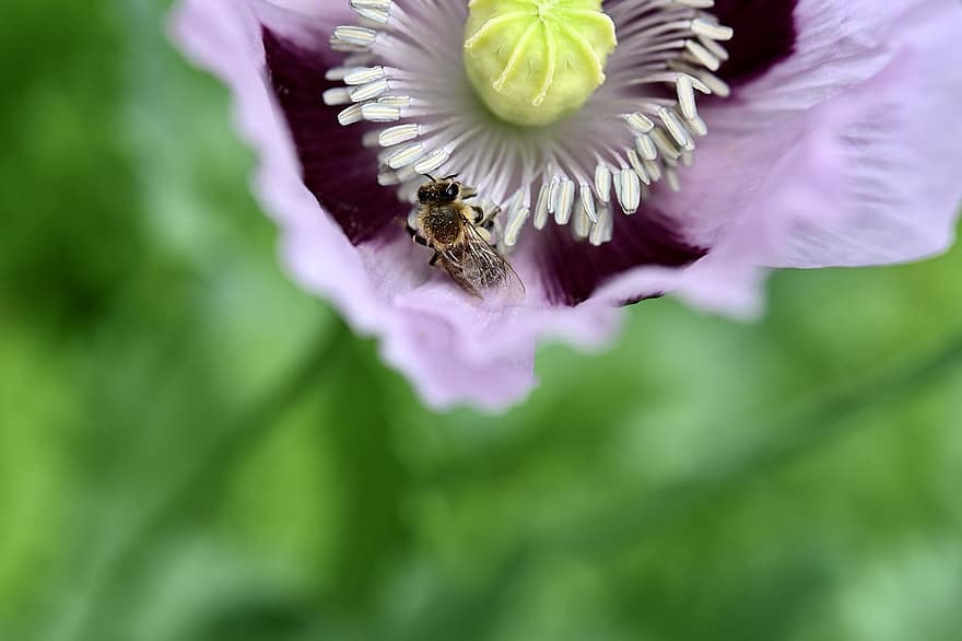 bi, honungsbi, pollen, nektar, samla, pollinering, hårt arbetande, miljöskydd, makro