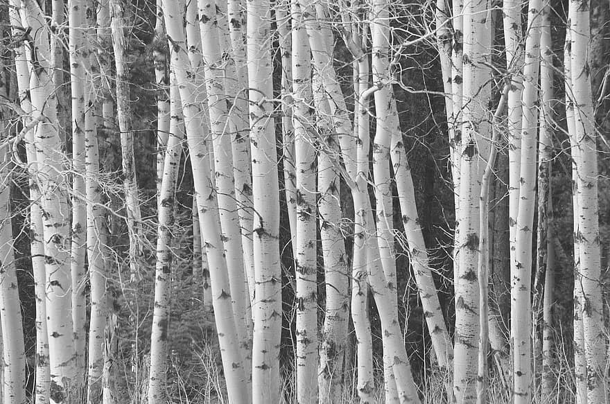 Birch, Trees, tree, forest, no people, tree trunk, landscape, birch tree, plant, white color, winter