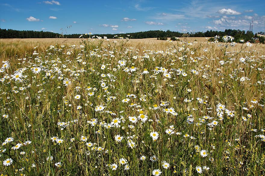 An Anthemis, Chamomile False, Flowering, The Edge Of The, Countryside, Field, Weed, Herb, Landscape