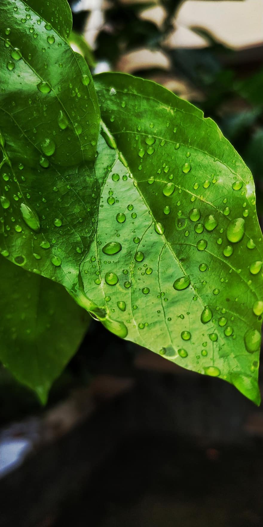 lietus, lapas, zaļa, raksturs, augu, rasa, ūdens, slapjš, raindrops, pavasarī, pilieni