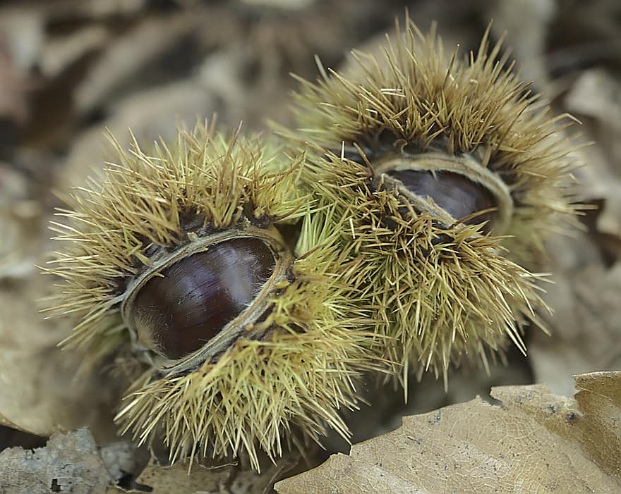 Chestnuts, Nature