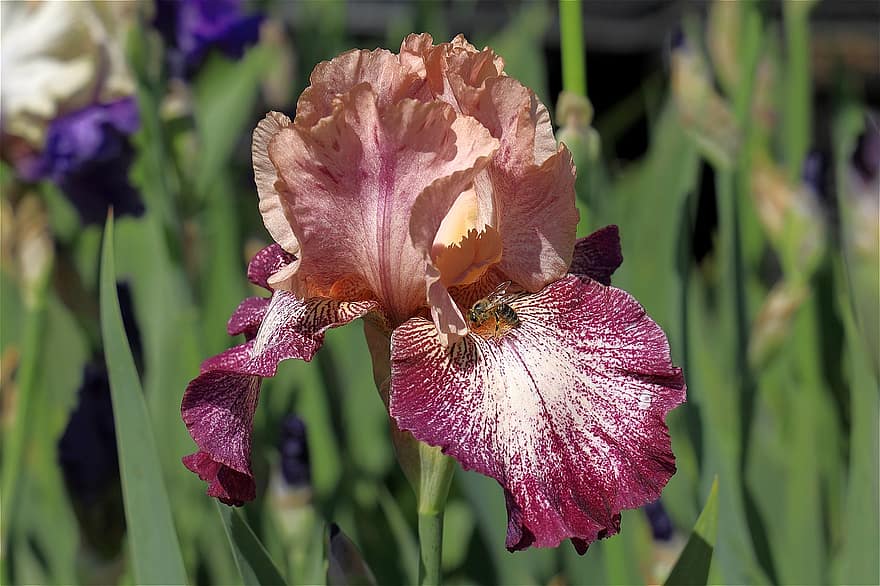 iris, fiore, giardino, petali, fiorire, fioritura, flora, pianta, natura, avvicinamento, petalo