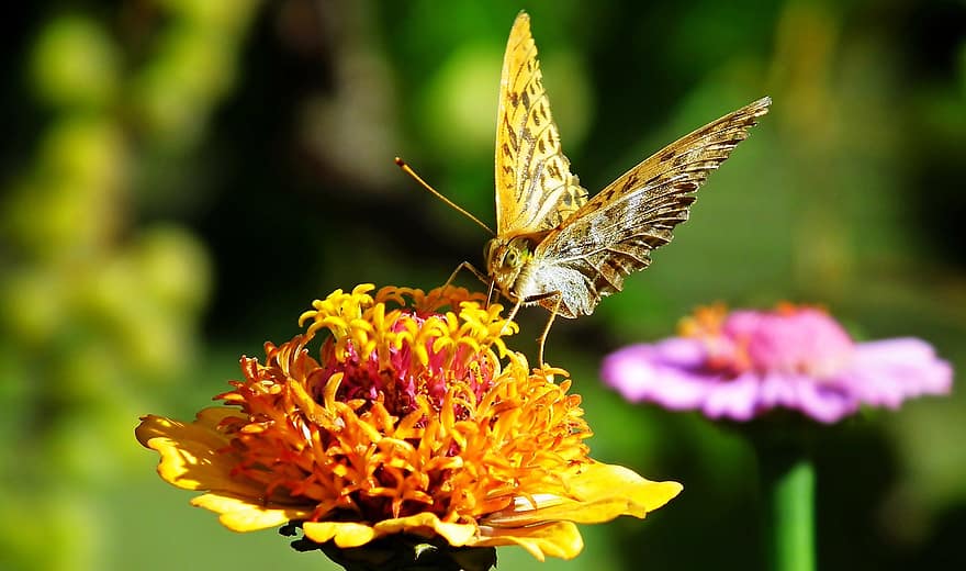sommerfugl, zinnia, bestøvning, insekt, have, tæt på, blomst, multi farvet, sommer, makro, grøn farve