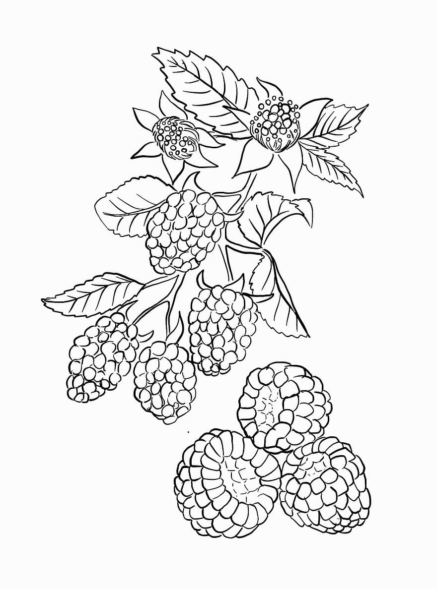 fruit, frambozen, tekening, schetsen, BES