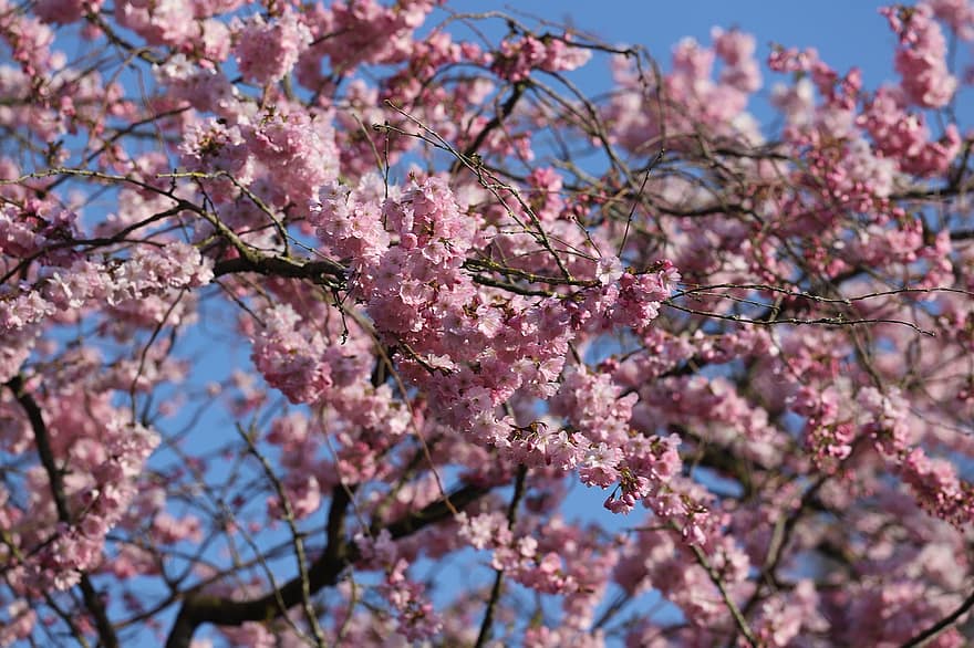 pinkki, kirsikankukkia, kukat, haara, sakura, japanilainen kirsikkapuu, puu, kukka, kukinta, kasvi, koristekasvi