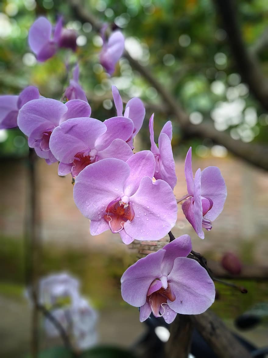 orchideeën, bloemen, roze bloemen, bloemblaadjes, roze bloemblaadjes, bloeien, bloesem, flora, fabriek