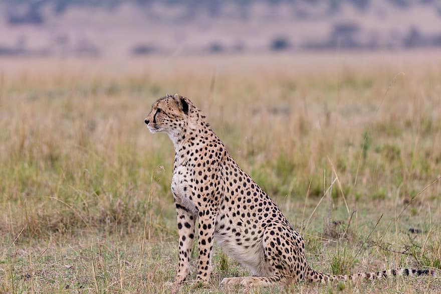 cheetah, dzīvnieku, safari, zīdītāju, liels kaķis, savvaļas dzīvnieks, plēsējs, savvaļas dzīvnieki, fauna, tuksnesī, raksturs
