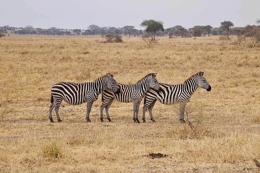 zebra, strepen, zoogdier, wildernis, safari, Afrika, dieren in het wild, dier, natuur, etosha, savanne