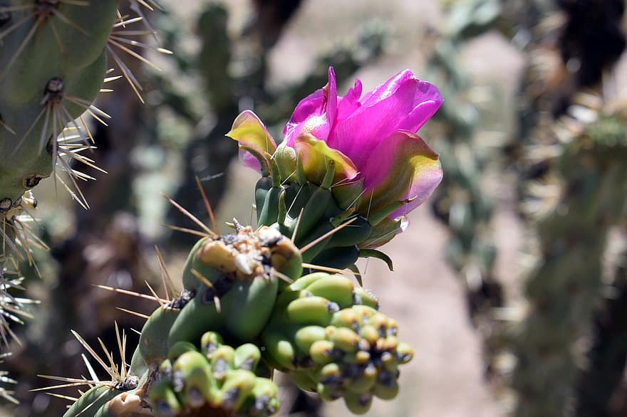 cactus, cactussen, cactus bloem, roze cactus, doornen, cactus plant, fabriek, blad, detailopname, bloem, zomer