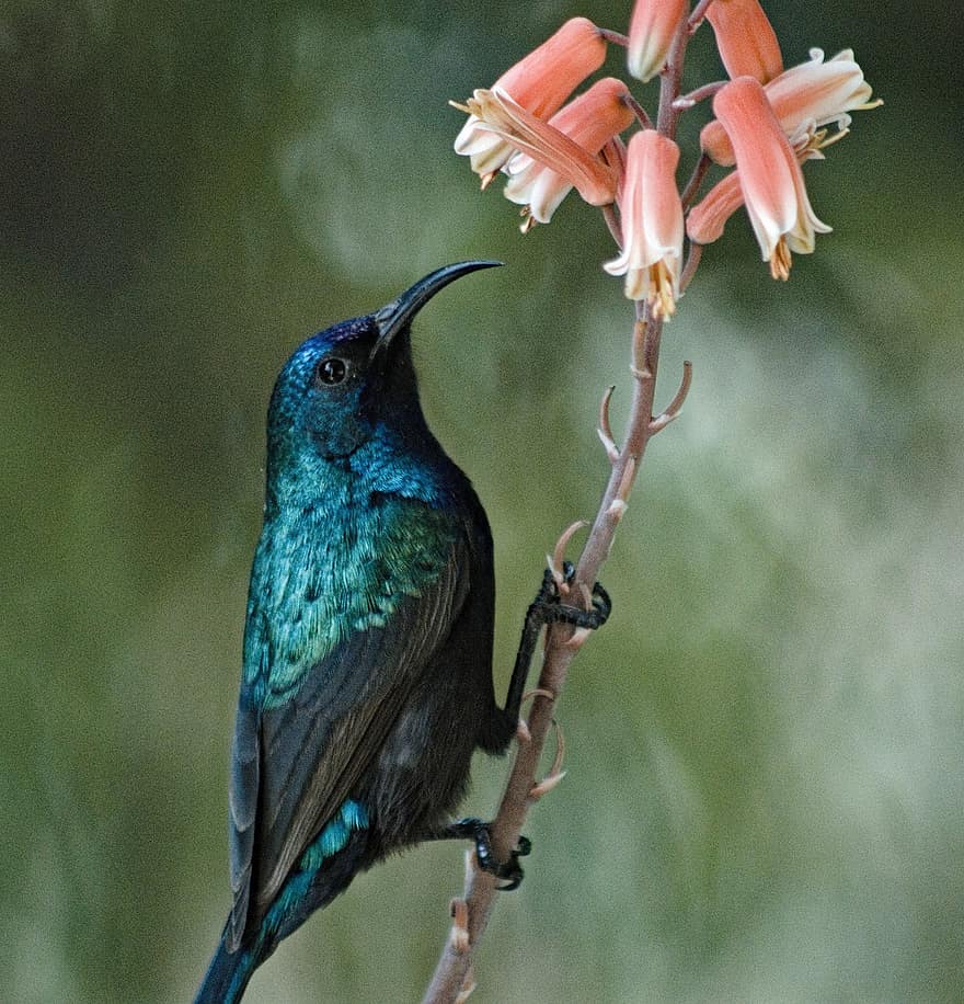 sunbird, aviària, ornitologia, naturalesa, vida salvatge, primer pla, ploma, bec, multicolor, animals a la natura, colibrí