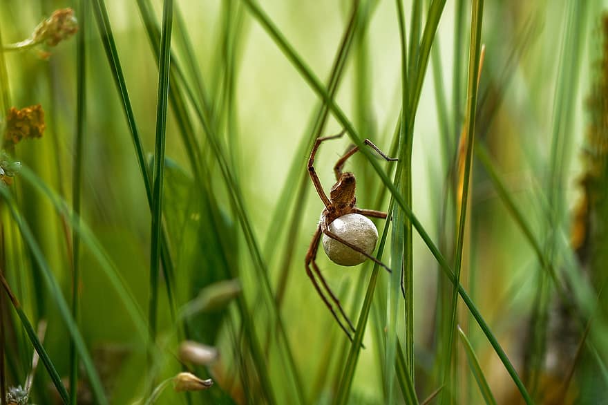 Predatory Spider, Meadow, Young, Spider, Grass, Nasty, Hull, Insect, Predator, Nature