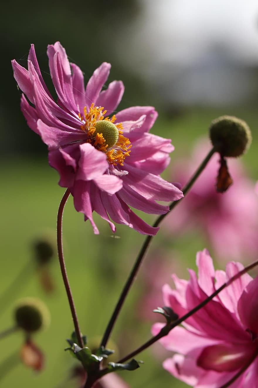 Dedal japonés, las flores, planta, flor rosa, verano, pétalos, floración, flora, naturaleza, de cerca, flor