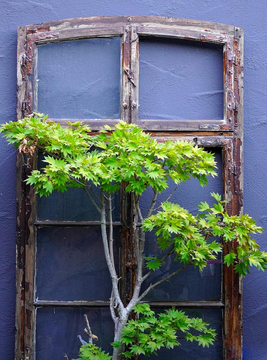 finestra, marc, arbres, fulles, plantes, paret, decoració