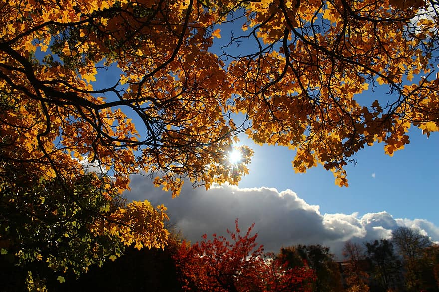 sai, árvore, outono, folhas de outono, folhas amarelas, folhagem, filiais, plantar, natureza, floresta, luz solar