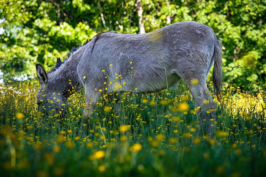 keledai, kuda, hewan, Peternakan hewan, lokal, buttercups, kelopak kuning, Keledai Diantara Buttercup, padang rumput, pedesaan, rumput