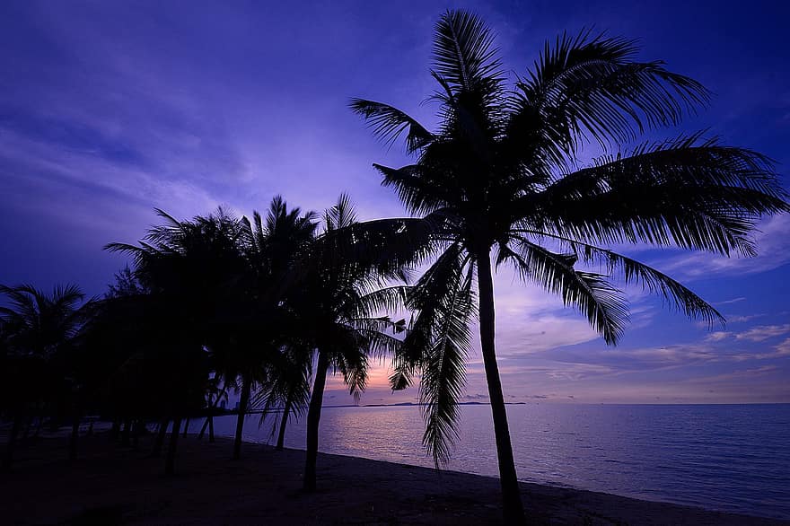 tramonto, spiaggia, palme, tropicale, crepuscolo, all'aperto, mare, oceano, cielo, isola, estate