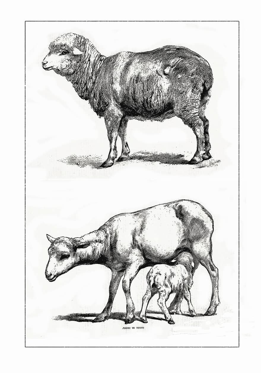خروف ، لحم ضأن ، صوف ، لحم الضأن ، ميرينو ، حيوانات المزرعة ، عتيق ، سريع الزوال ، النقش ، رسم بالحبر ، رسم
