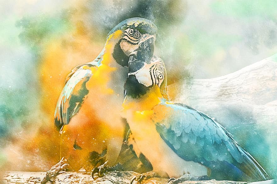 Parrots, Birds, Animals, Ornithology, Nature, Wildlife, Painting, Creativity, beak, multi colored, feather