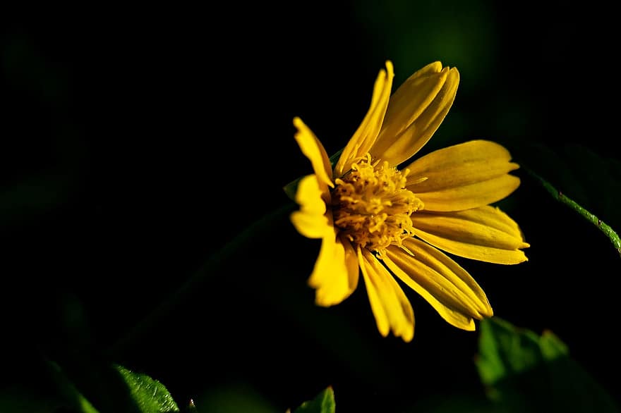 Wedelia, Yellow Flower, Flora, Nature, Garden, Bay Biscayne Creeping-oxeye, Singapore Daisy, Creeping-oxeye, flower, plant, close-up