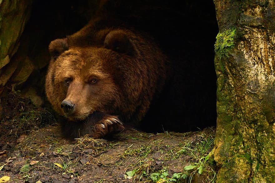 Niedźwiedź, brązowy niedźwiedź, hibernacja, zwierzę, ssak, Natura, dzikiej przyrody