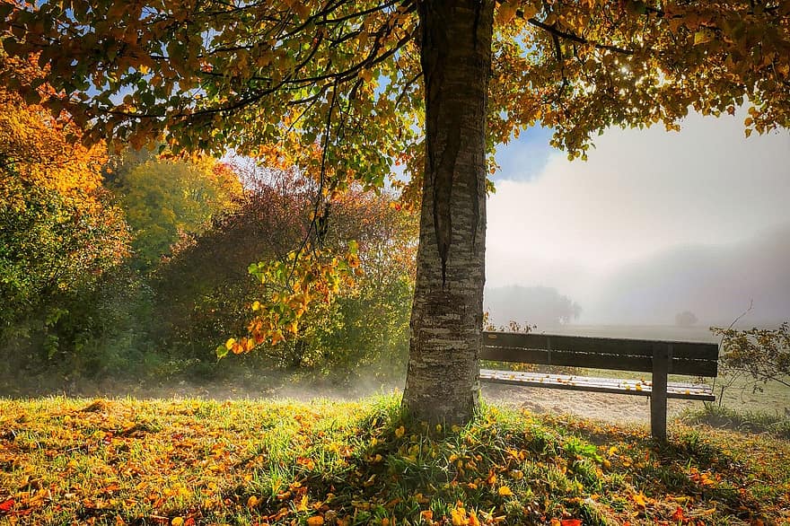 Tree, Nature, Autumn, Fall, Season, Bench