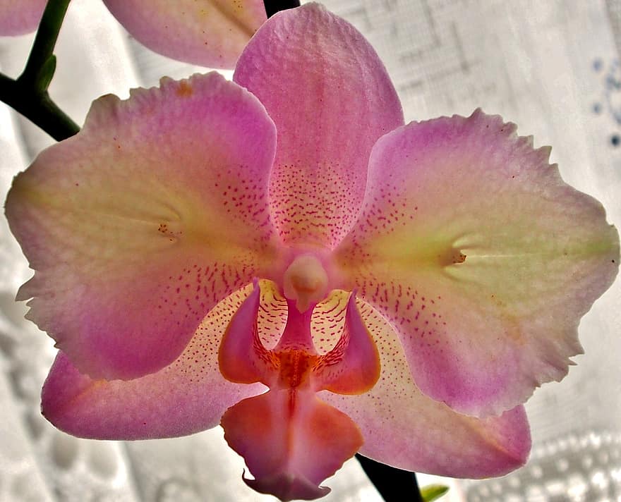 orchidee, roze, detailopname