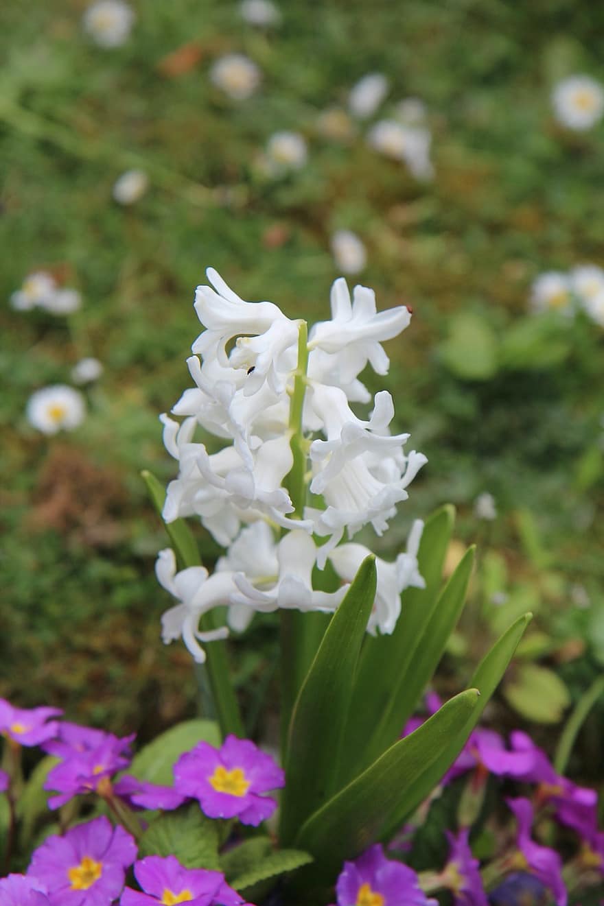 Hyacint geur, hyacint, tuin-, bloeiend, de lente, fabriek, bloem, bloemhoofd, detailopname, zomer, bloemblad