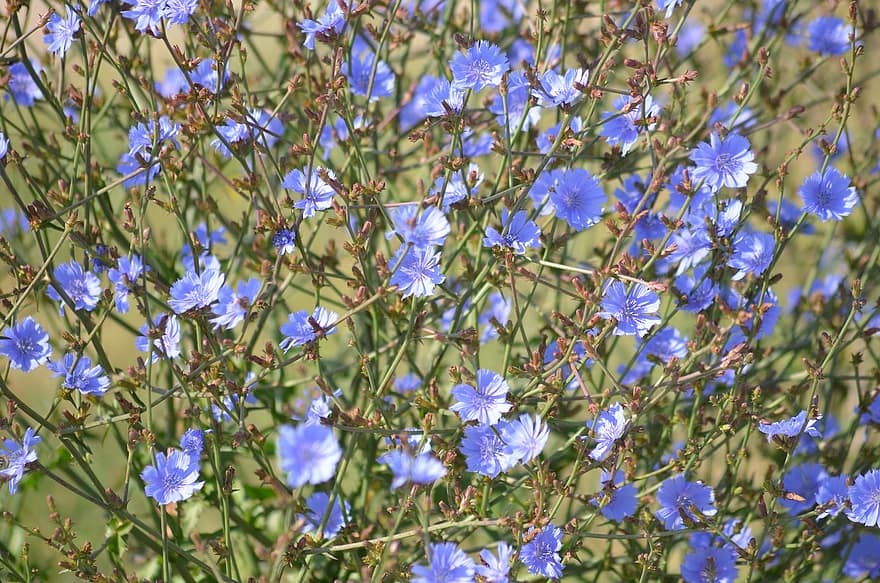 Blumen, Blau, Blühen, Natur, botanisch, Färbung