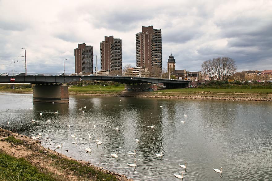 River, Bridge, Swans, Building, Bank, Skyscraper, Mannheim, Water