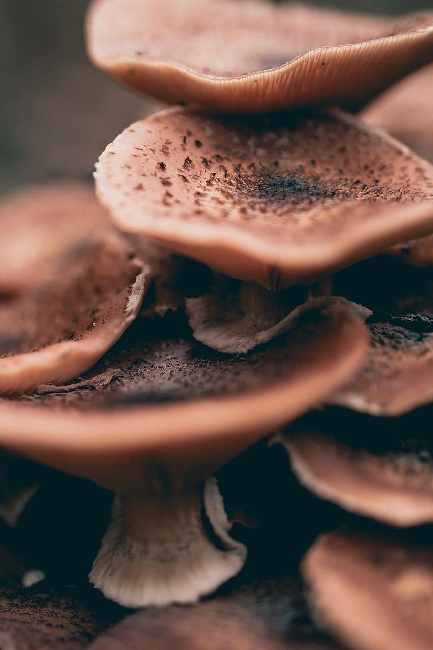 грибы, коричневый, ядовитый, лес, природа, падать, осень, грибок, крупный план, питание, съедобный гриб