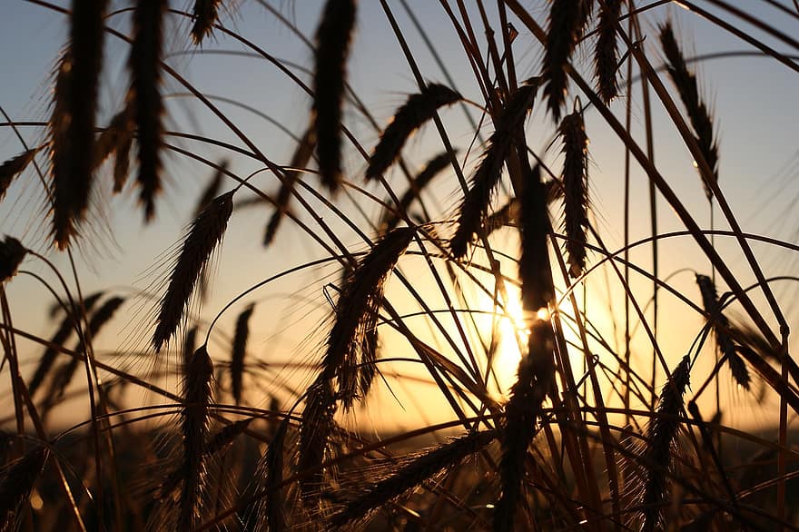 blé, champ, rétro-éclairage, des silhouettes, champ de blé, orge, cultures, cultures de blé, terres arables, agriculture, ferme