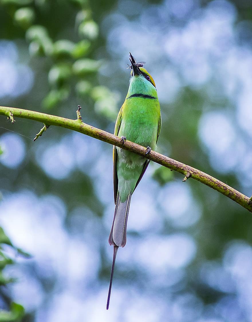 นก, Asian Green Bee-eater, นกวิทยา, สายพันธุ์, สัตว์, ธรรมชาติ, จะงอยปาก, ขน, สาขา, ใกล้ชิด, หลายสี