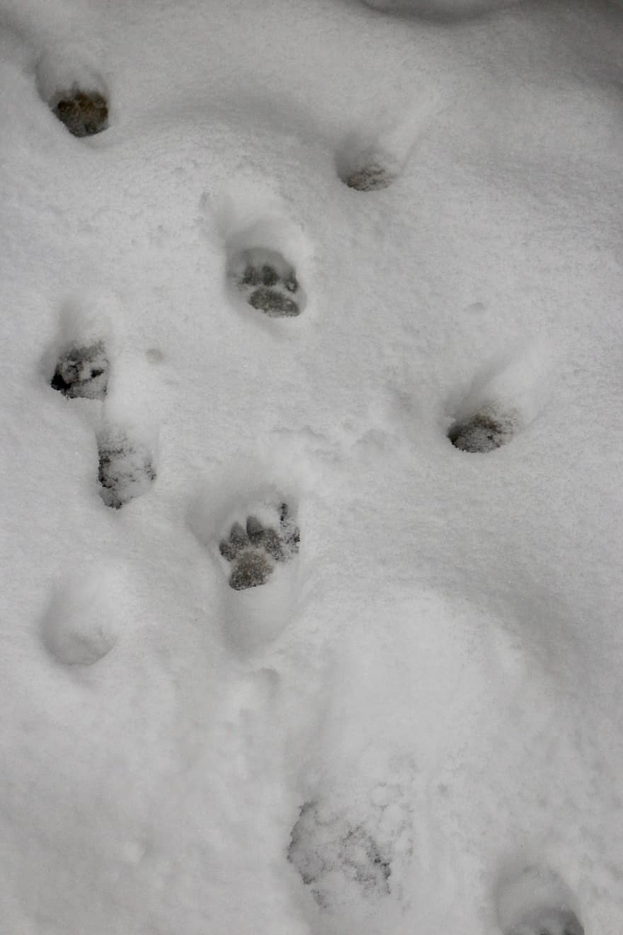 足跡、雪、冬、動物の足跡、トラック