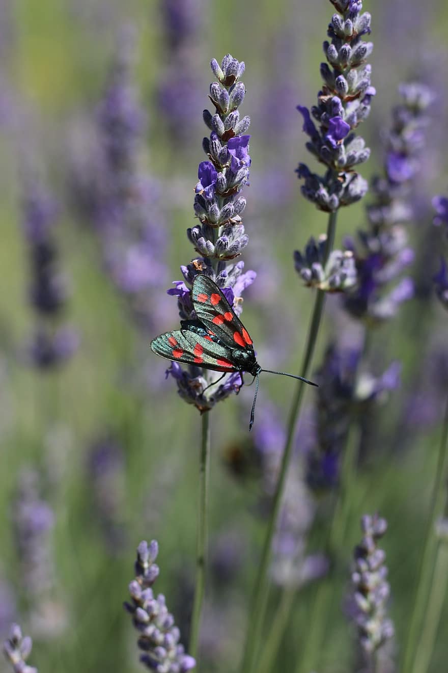 Six-spot Burnet Moth, lavendel, møll, insekt, natur, pollen