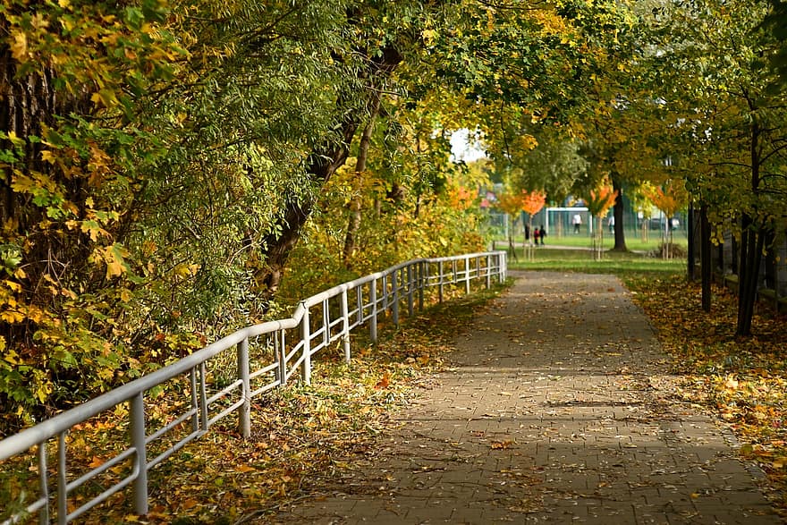 공원 도로, 공원, 화려한 잎, 가을, 드로스코 포모르스키에, 폴란드, 가기, 경치, 자연, 노란 잎, 목성 9