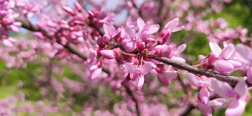 Cercis, Flowers, Branch, Redbuds, Pink Flowers, Bloom, Tree, Plant, Spring, Garden, Nature