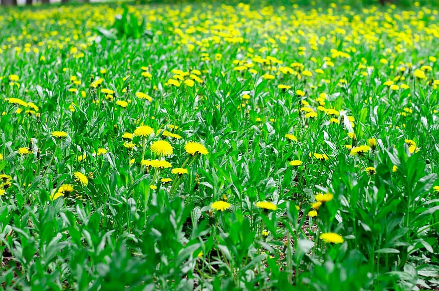 Blumen, Löwenzahn, Feld, Gras, gelbe Blumen, Natur, Frühling, Gelb, Sommer-, grüne Farbe, Wiese